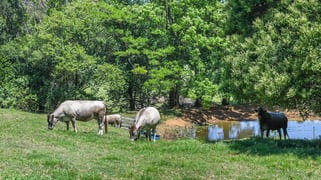 143 Reesville Road Reesville QLD 4552 143 Reesville Road Reesville QLD 4552