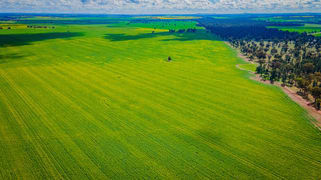 'Snowies' Plemings Lane Coolamon NSW 2701