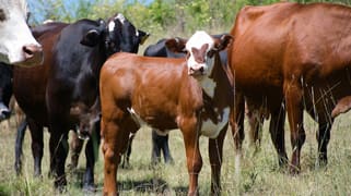 100 Dyraaba Road Piora NSW 2470