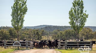 391 Carrot Farm Road Deepwater NSW 2371