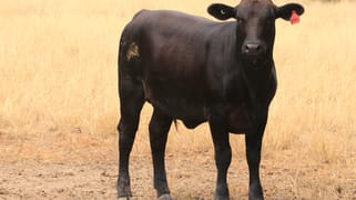 445 Six Mile Rd Roma QLD 4455