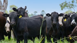 225 Woodworths Road Bonalbo NSW 2469
