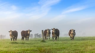 393 & 428 Sandy Flat Road Brodribb River VIC 3888