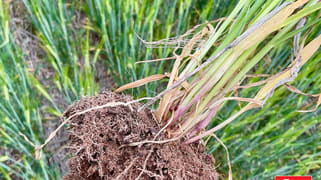 Bridgewater-Maldon Road Laanecoorie VIC 3463