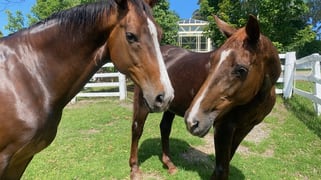 120 Hermitage Road Kurrajong Hills NSW 2758