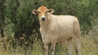 142 Perry River Farms Road Morganville QLD 4671