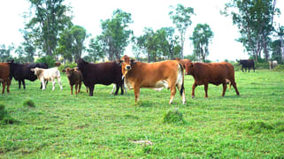 Marionvale, Surat Yuleba Road Surat QLD 4417