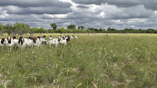 Barcaldine QLD 4725
