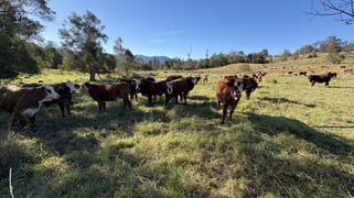 1010 Brays Creek Road Brays Creek NSW 2484
