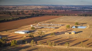 Tara Moira Aggregation Trundle NSW 2875