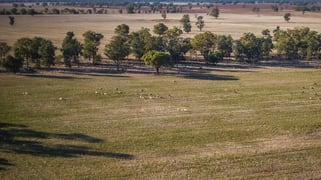 1403 Platina Road Trundle NSW 2875