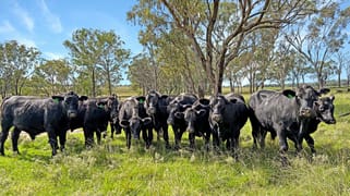 980 Ashford Road Nullamanna NSW 2360