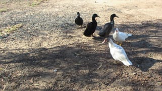Tara QLD 4421