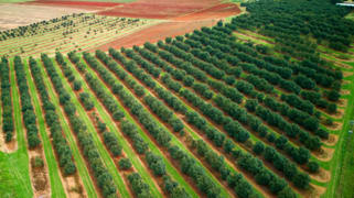 Yungaburra QLD 4884