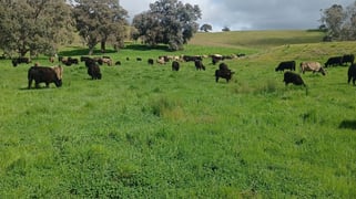 3924 Hume Highway Tarcutta NSW 2652
