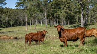 265 Storrs Road Peachester QLD 4519