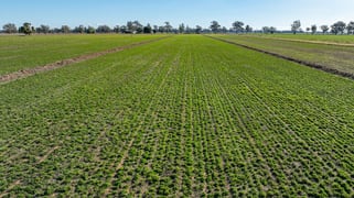 81 Dowra Lane Forbes NSW 2871