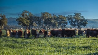 Pilca Butta 2178 Black Stump Way Coolah NSW 2843