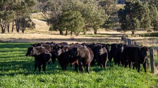 3953 Halls Creek Road Manilla NSW 2346