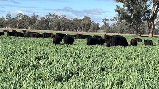 10690 The Escort Way Forbes NSW 2871