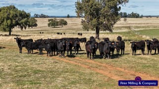 2911 Tooraweenah Road Mendooran NSW 2842