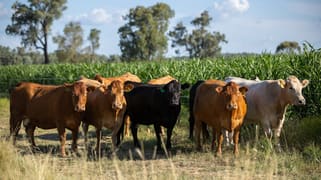'Swinton' 661 Haywood Road Delungra NSW 2403