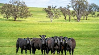 'Cronga Peak' 157 Cronga Peak Road Molong NSW 2866