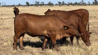 31850 Cunningham Highway Goondiwindi QLD 4390