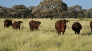 'Glenthomson' Thomson Developmental Road Longreach QLD 4730