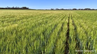 1650 Dulyalbin Road South Bodallin WA 6424