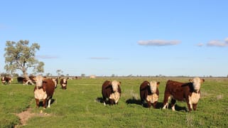 Coonamble NSW 2829
