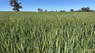 1470 Yerong Creek Mangoplah Road Mangoplah NSW 2652