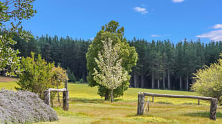 Wellington Forest WA 6236