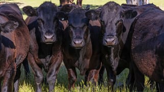 3809 Belubula Way Canowindra NSW 2804