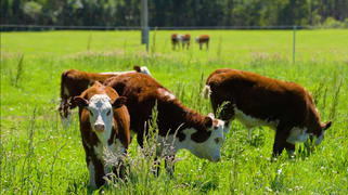 41/271 Lemon Tree Creek Road Termeil NSW 2539