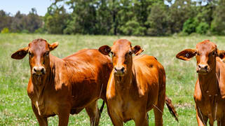 1334 Palms Road Upper Yarraman QLD 4614