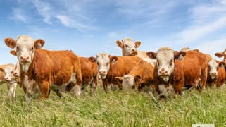 90 Notmans Lane Lancefield VIC 3435