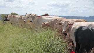 205 Dempsters Road, Binjour QLD 4625