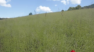 205 Dempsters Road, Binjour QLD 4625