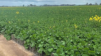 . 'Jurocken & Corrylyn' Dowerin WA 6461