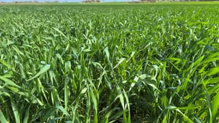 Lot 29 Eyre Highway Road Poochera SA 5655