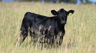 167 Stark Road Talgai QLD 4362