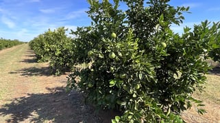 71 Bonomi Road Willbriggie NSW 2680