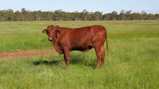 - GRAZING WITH IRRIGATION LICENCES Drillham QLD 4424