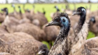 Longview Emu Farm Kerang VIC 3579 Longview Emu Farm Kerang VIC 3579