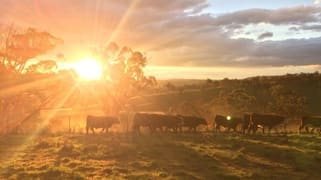 Boree, Oxley Highway Walcha NSW 2354