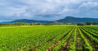Rural / Farming commercial property for sale at Nightingale Wines 1239 Milbrodale Road Broke NSW 2330 Rural / Farming commercial property for sale at Nightingale Wines 1239 Milbrodale Road Broke NSW 2330
