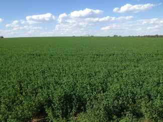 Rural / Farming commercial property sold at 16134 Newell Highway Narrandera NSW 2700 Rural / Farming commercial property sold at 16134 Newell Highway Narrandera NSW 2700
