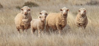 Rural / Farming commercial property sold at 244 Charcoal Tank Road West Wyalong NSW 2671 Rural / Farming commercial property sold at 244 Charcoal Tank Road West Wyalong NSW 2671