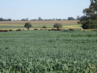 Rural / Farming commercial property sold at 2463 ACRES CATTLE & CULTIVATION Jandowae QLD 4410